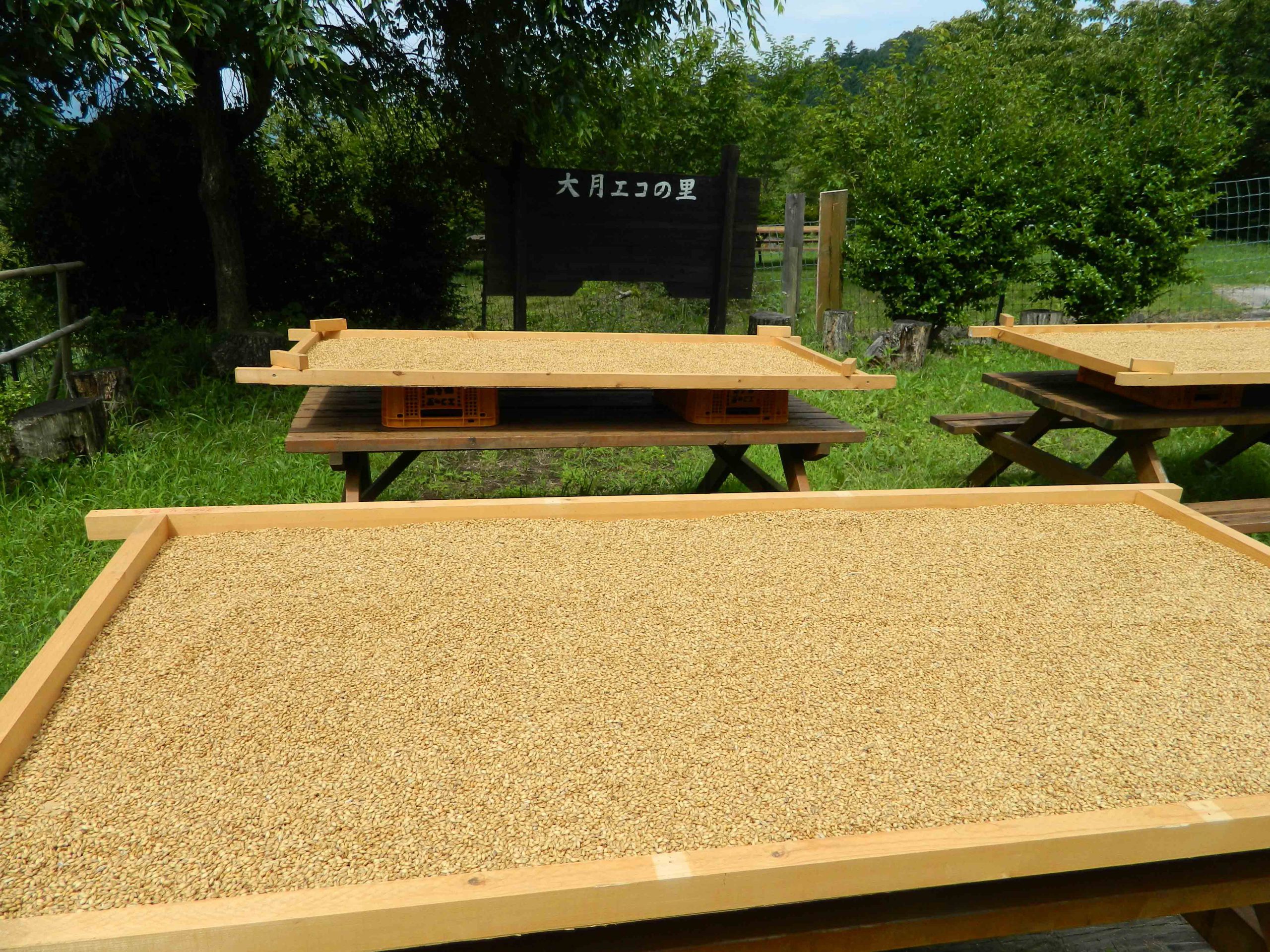 今年も「きらりもち」が順調に育ちました!